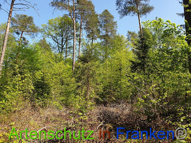 © Artenschutz in Franken® Bild zum Eintrag (1022996-160)