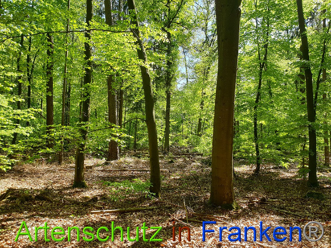 © Artenschutz in Franken® Bild zum Eintrag (1022997-160)