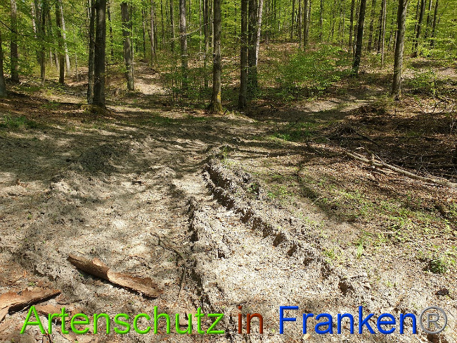 © Artenschutz in Franken® Bild zum Eintrag (1022998-160)