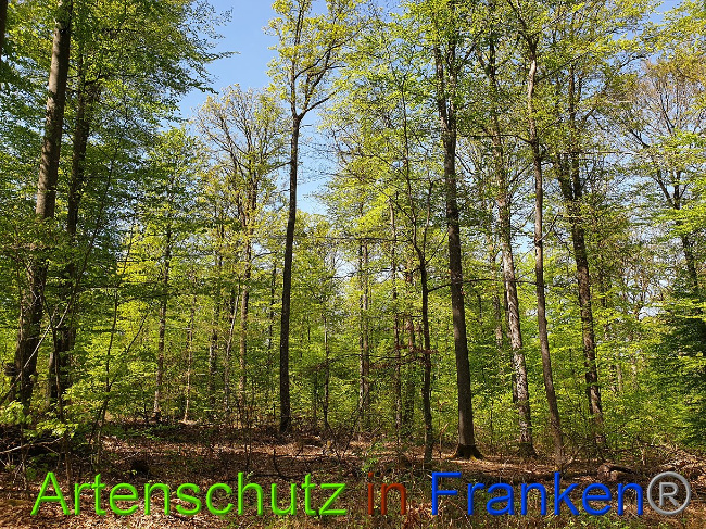 © Artenschutz in Franken® Bild zum Eintrag (1022999-160)