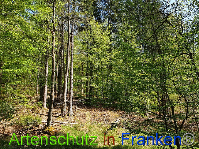© Artenschutz in Franken® Bild zum Eintrag (1023001-160)