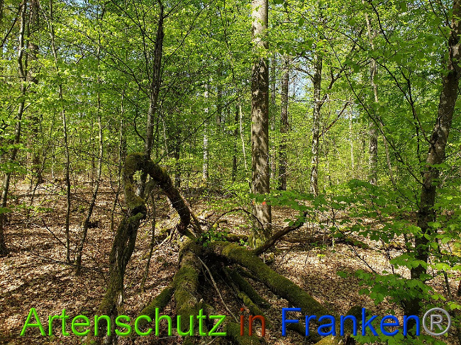 © Artenschutz in Franken® Bild zum Eintrag (1023002-160)