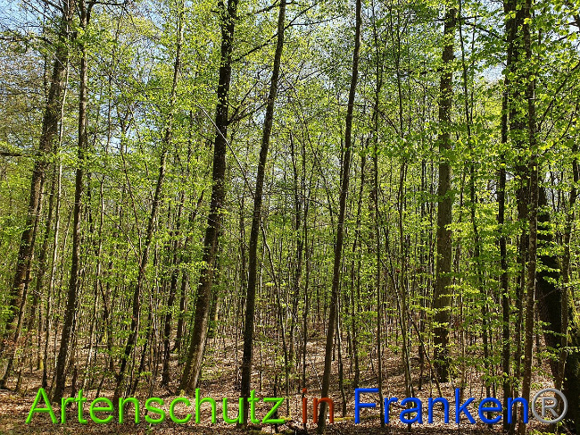 © Artenschutz in Franken® Bild zum Eintrag (1023003-160)