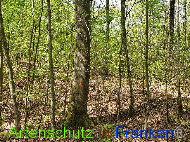 © Artenschutz in Franken® Bild zum Eintrag (1023005-160)