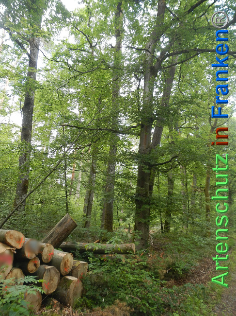 © Artenschutz in Franken® Bild zum Eintrag (1025144-160)
