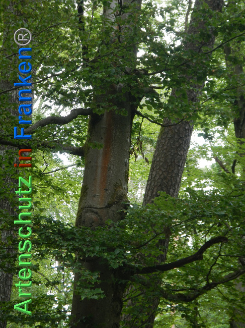 © Artenschutz in Franken® Bild zum Eintrag (1025146-160)