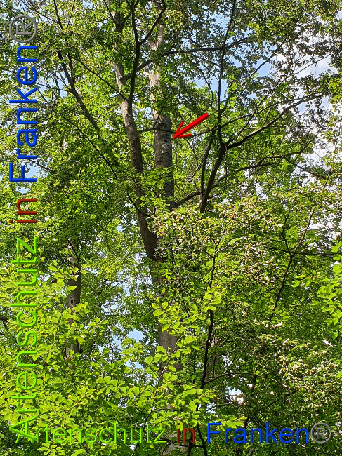 © Artenschutz in Franken® Bild zum Eintrag (1028320-160)