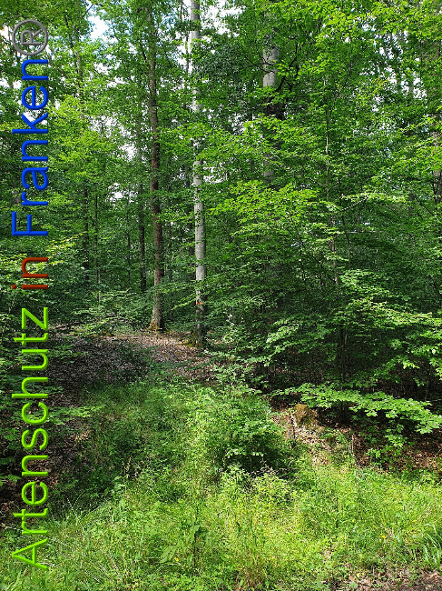 © Artenschutz in Franken® Bild zum Eintrag (1028323-160)