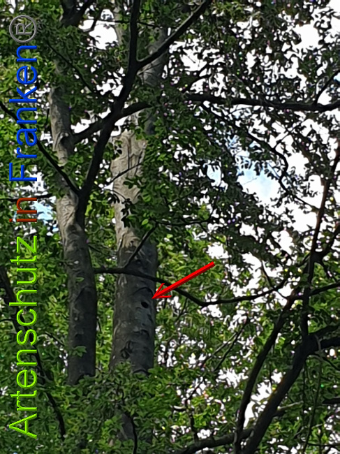 © Artenschutz in Franken® Bild zum Eintrag (1028328-160)