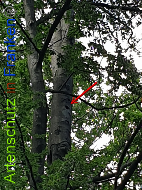 © Artenschutz in Franken® Bild zum Eintrag (1028330-160)
