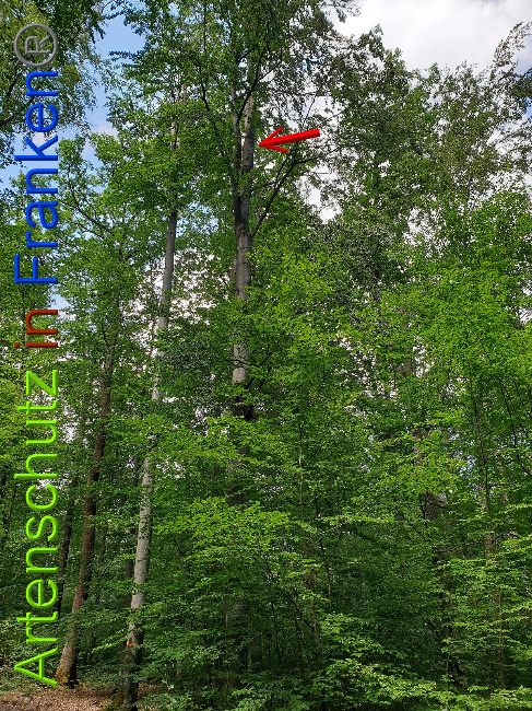 © Artenschutz in Franken® Bild zum Eintrag (1028331-160)