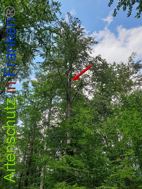© Artenschutz in Franken® Bild zum Eintrag (1028332-160)