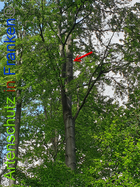© Artenschutz in Franken® Bild zum Eintrag (1028333-160)