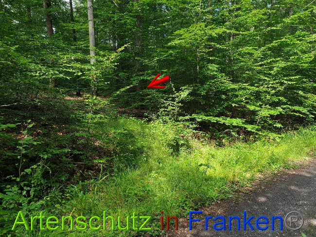 © Artenschutz in Franken® Bild zum Eintrag (1028334-160)