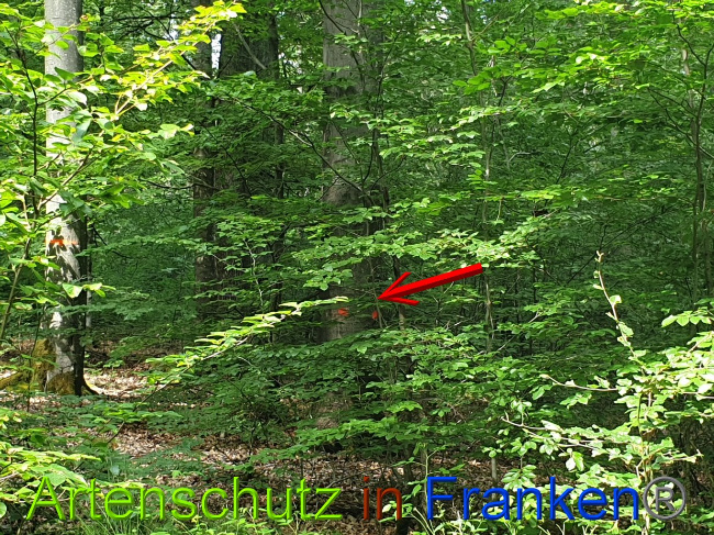 © Artenschutz in Franken® Bild zum Eintrag (1028335-160)