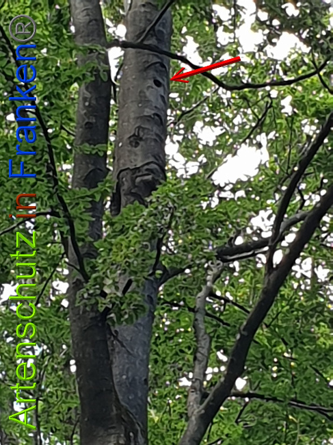 © Artenschutz in Franken® Bild zum Eintrag (1028336-160)