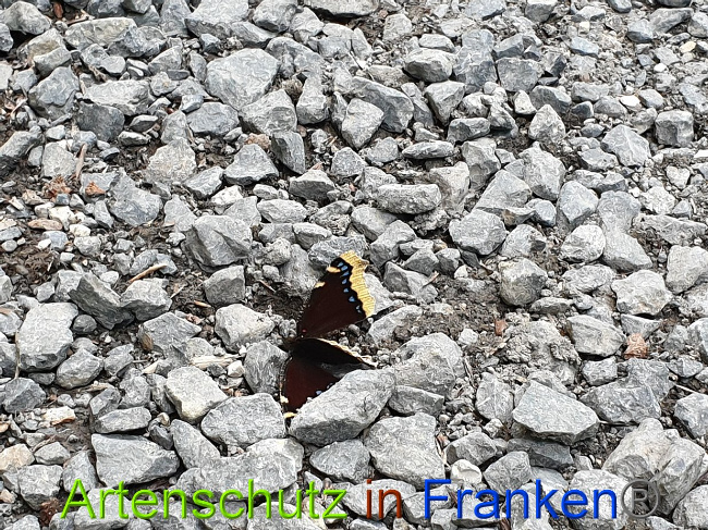 © Artenschutz in Franken® Bild zum Eintrag (1028368-160)