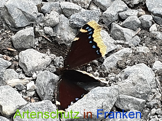 © Artenschutz in Franken® Bild zum Eintrag (1028369-160)