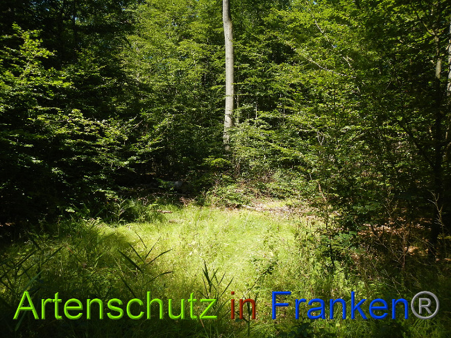 © Artenschutz in Franken® Bild zum Eintrag (1028870-160)