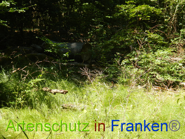 © Artenschutz in Franken® Bild zum Eintrag (1028871-160)