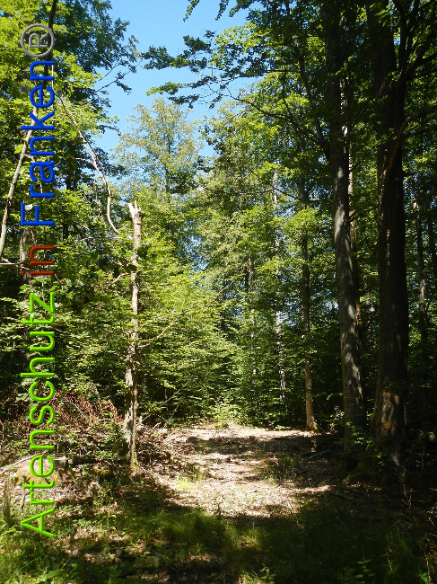 © Artenschutz in Franken® Bild zum Eintrag (1028872-160)