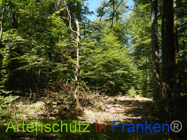 © Artenschutz in Franken® Bild zum Eintrag (1028873-160)