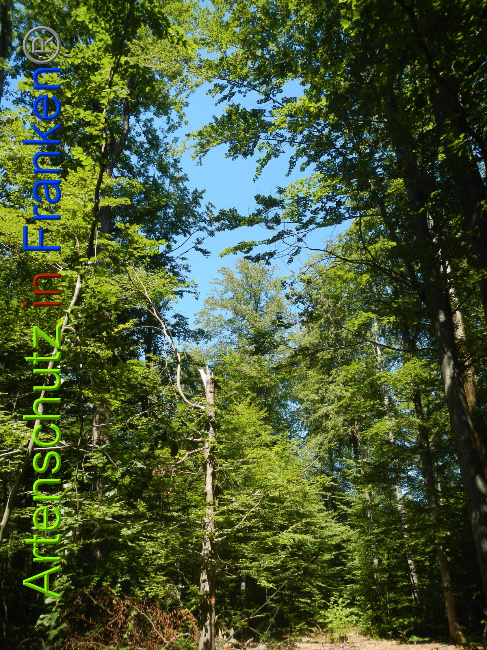 © Artenschutz in Franken® Bild zum Eintrag (1028874-160)