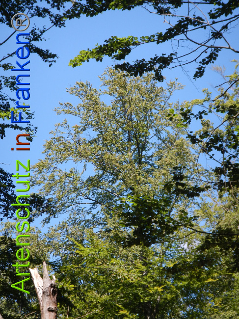 © Artenschutz in Franken® Bild zum Eintrag (1028881-160)