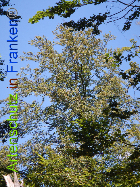 © Artenschutz in Franken® Bild zum Eintrag (1028882-160)