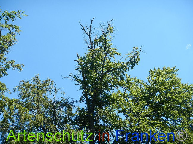 © Artenschutz in Franken® Bild zum Eintrag (1028883-160)
