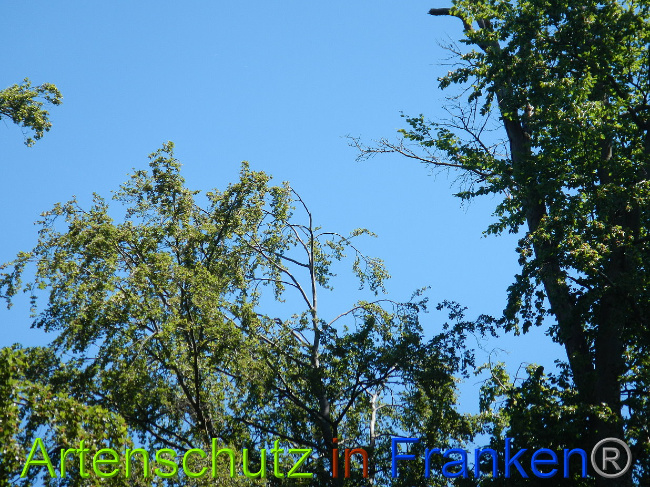 © Artenschutz in Franken® Bild zum Eintrag (1028884-160)