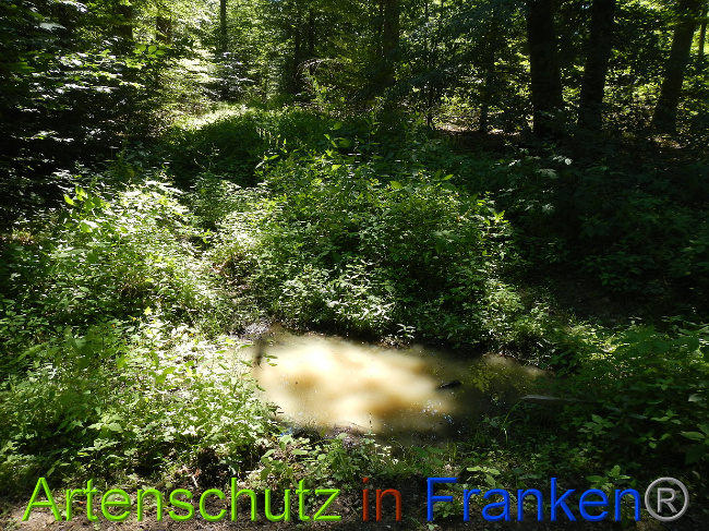 © Artenschutz in Franken® Bild zum Eintrag (1028899-160)
