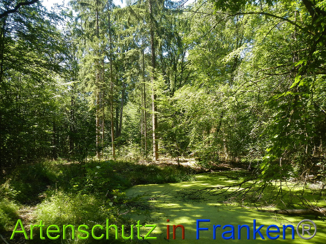 © Artenschutz in Franken® Bild zum Eintrag (1028901-160)
