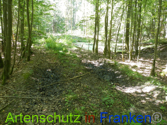 © Artenschutz in Franken® Bild zum Eintrag (1028902-160)