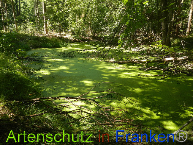 © Artenschutz in Franken® Bild zum Eintrag (1028903-160)