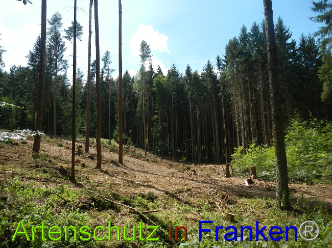 © Artenschutz in Franken® Bild zum Eintrag (1028978-160)