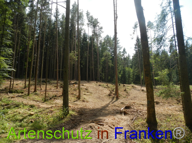 © Artenschutz in Franken® Bild zum Eintrag (1028980-160)