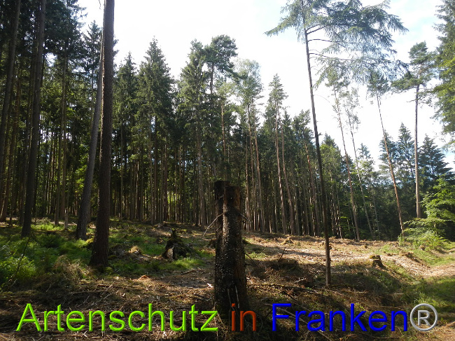 © Artenschutz in Franken® Bild zum Eintrag (1028981-160)