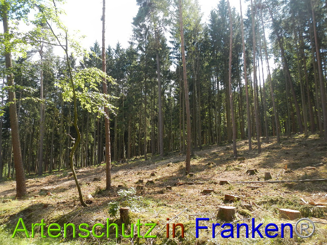 © Artenschutz in Franken® Bild zum Eintrag (1028982-160)