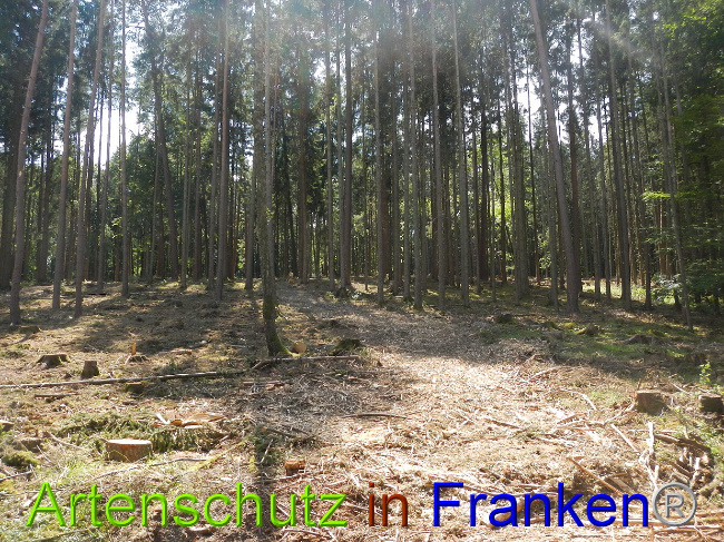 © Artenschutz in Franken® Bild zum Eintrag (1028984-160)