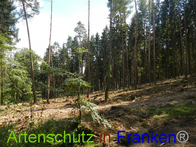 © Artenschutz in Franken® Bild zum Eintrag (1028985-160)
