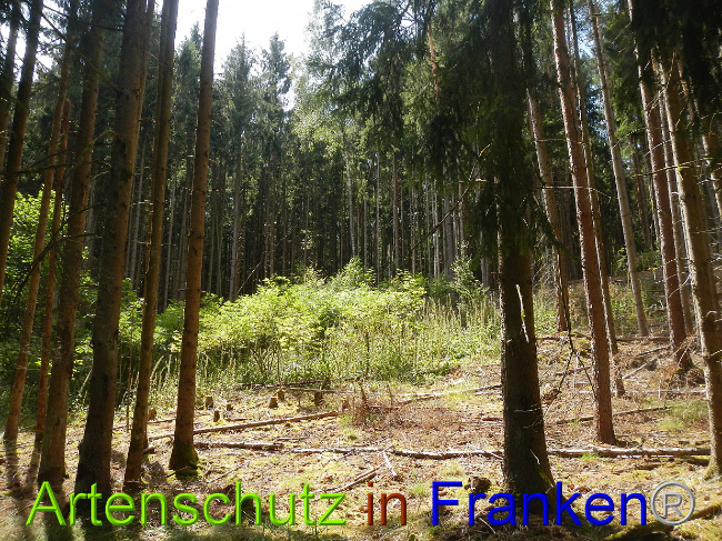 © Artenschutz in Franken® Bild zum Eintrag (1028987-160)
