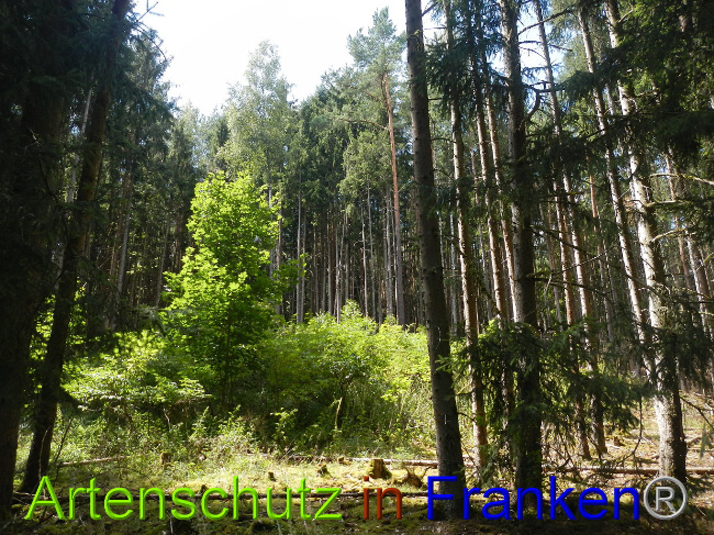© Artenschutz in Franken® Bild zum Eintrag (1028988-160)