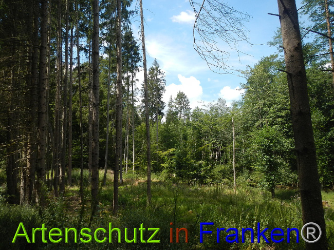 © Artenschutz in Franken® Bild zum Eintrag (1028989-160)