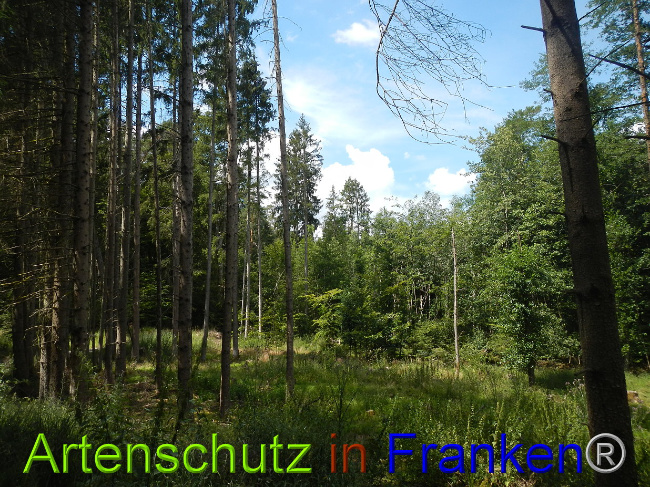 Bild zum Eintrag (1028989-160)