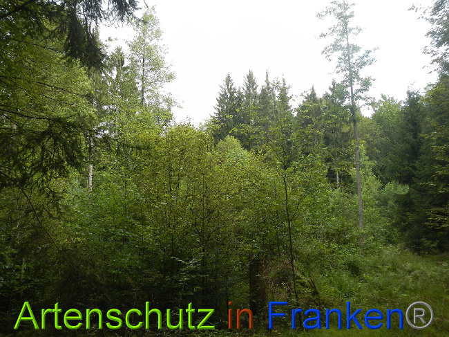 © Artenschutz in Franken® / Simon J. Bild zum Eintrag (1029231-160)