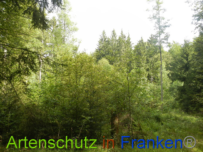 © Artenschutz in Franken® / Simon J. Bild zum Eintrag (1029232-160)