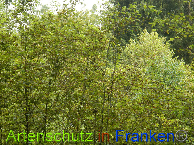 © Artenschutz in Franken® / Simon J. Bild zum Eintrag (1029233-160)