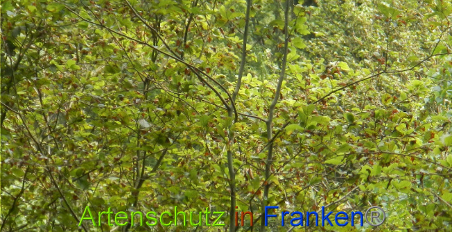 © Artenschutz in Franken® / Simon J. Bild zum Eintrag (1029234-160)