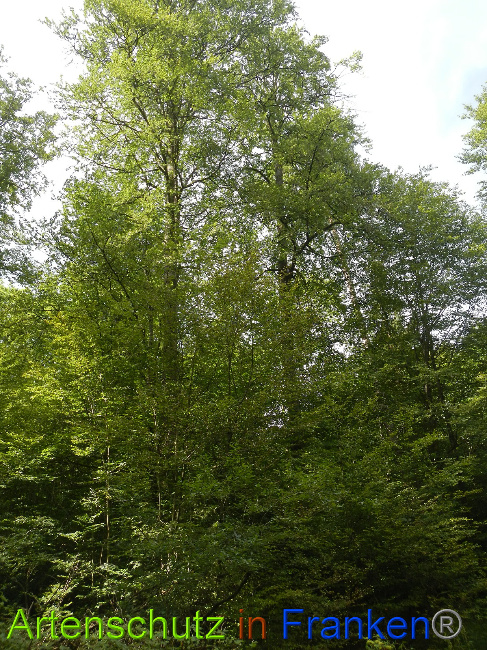 © Artenschutz in Franken® / Simon J. Bild zum Eintrag (1029235-160)